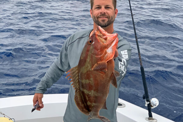 Nassau grouper