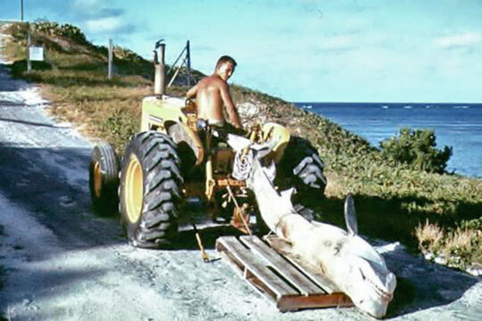 Shark being pulled by a tractor on Grand Turk