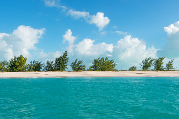 Casuarina trees on the beach on the north coast of Pine Cay in the Turks and Caicos