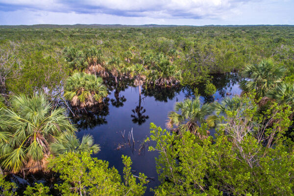 Fresh water oasis and sabal palms in the Frenchman's Creek Nature Reserve on Providenciales