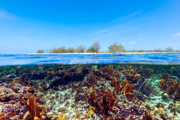 Beautiful snorkeling reef with yellow sea fans off a beach on Grand Turk