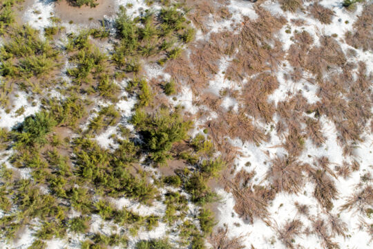 Overhead view of casuarina forest