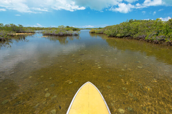 Stand up paddle boarding in the sheltered mangrove waterways of the Frenchman's Creek Nature Reserve