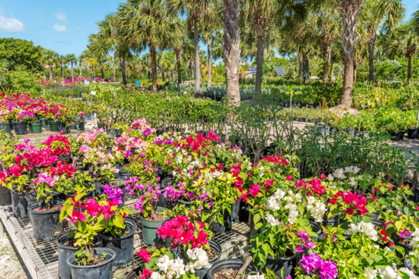 Bougainvillea plants and palms at a propagation nursery in the Turks and Caicos