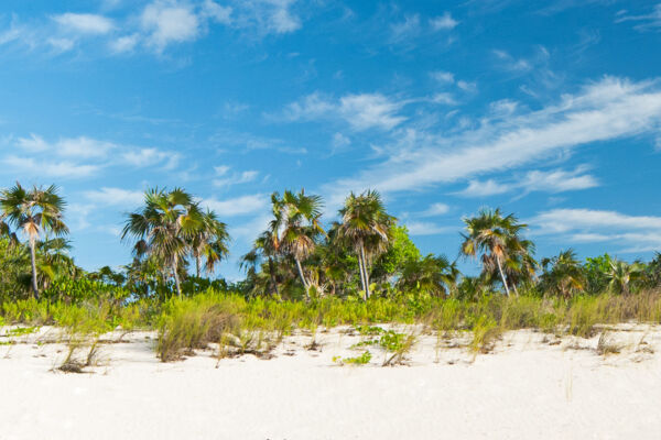 Thatch palms on the dunes of the Frenchman's Creek Nature Reserve beach