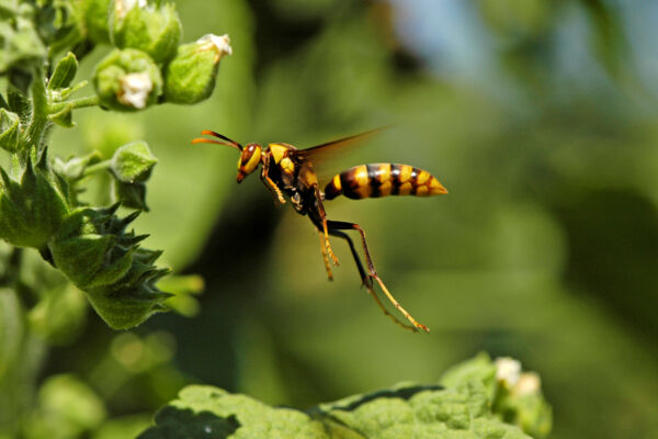 Flying paper wasp in the Turks and Caicos