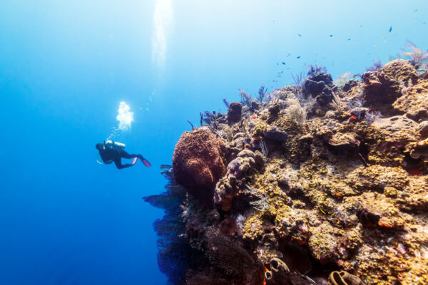 Person diving near a coral wall in Turks and Caicos.