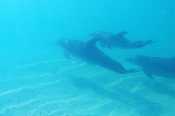 Pod of dolphins in the Turks and Caicos