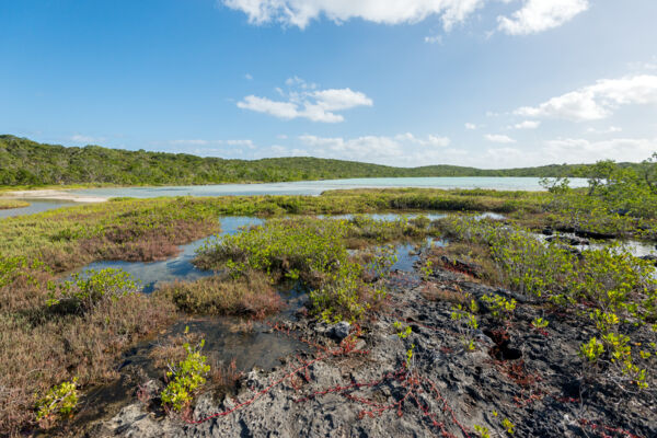 Interior tidal wetlands on East Caicos