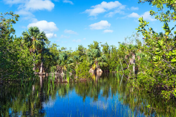 A fresh water pond with sabal palms and saw grass in the Frenchman's Creek Nature Reserve