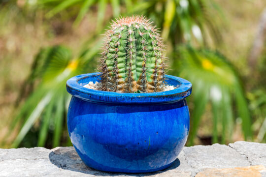 Small Turks head cacti in a blue pot