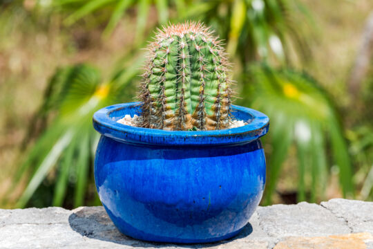 Small Turk's head cacti in a blue pot.