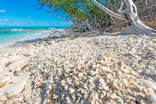 Seashells deposited on a beach on a secluded cay in the Turks and Caicos