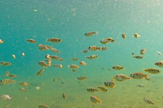 Pupfish in the Turks and Caicos