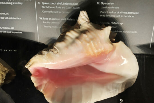Queen conch shell from the Turks and Caicos on display at the Natural History Museum in London