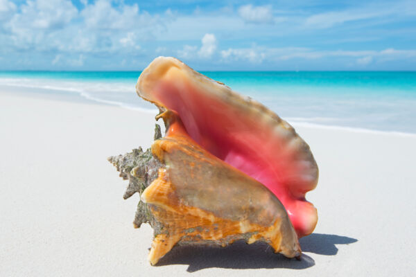 Mature queen conch shell at Half Moon Bay in the Turks and Caicos