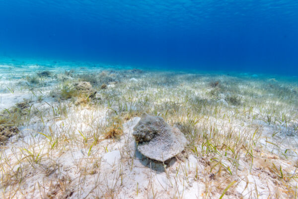 Queen conch in the Turks and Caicos