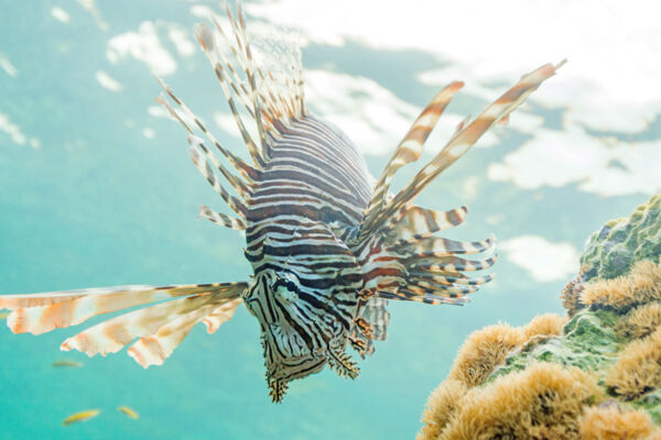 Red lionfish (Pterois volitans)