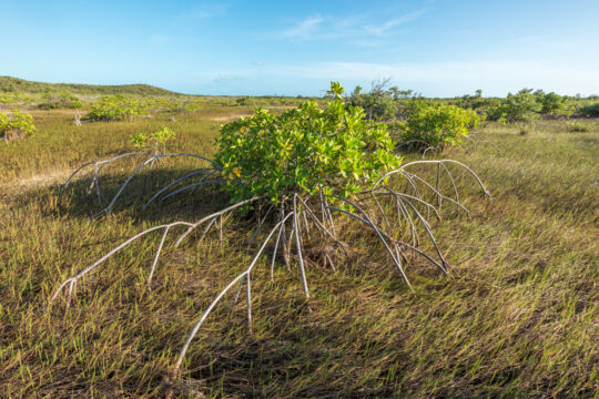 red mangrove bush in meadow