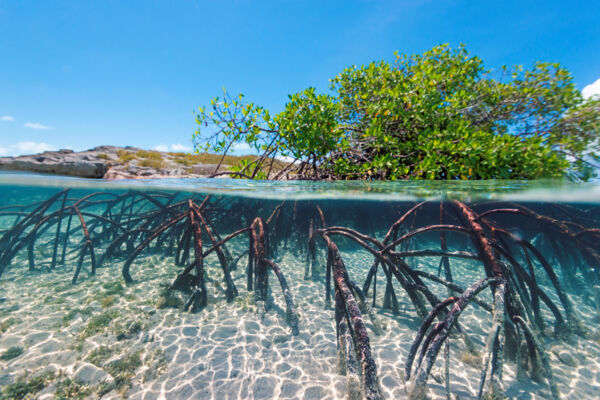 View of the aerial prop root system of the red mangrove