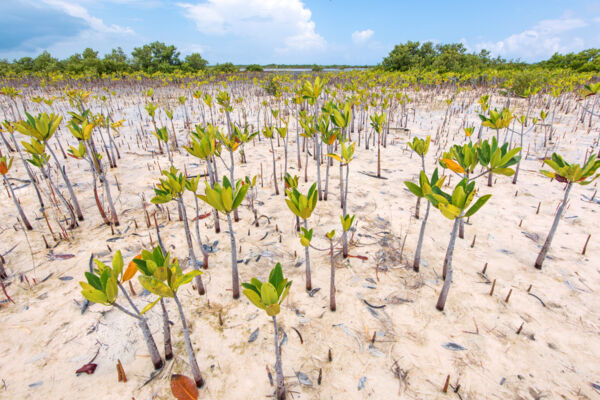 Red mangrove propagule spouts