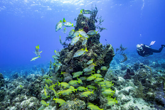 Scuba diver at reef with school of schoolmaster snappers and French grunts