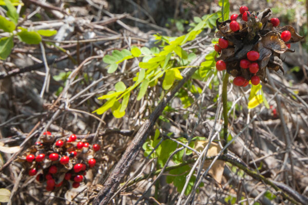 A rosary pea (Abrus precatorius) plant in the Turks and Caicos