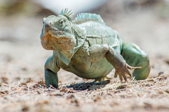 Running mature male Turks and Caicos Islands Rock Iguana