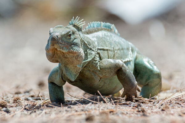 Adult male Turks and Caicos Islands Rock Iguana (Cyclura carinata)