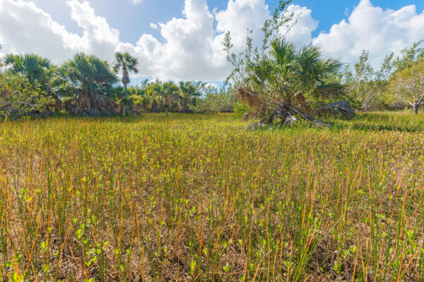 Sabal palms and grass at a freshwater pond on Providenciales in the Turks and Caicos