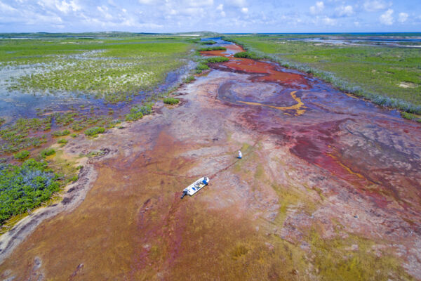 Sargassum in a mangrove channel in the Turks and Caicos