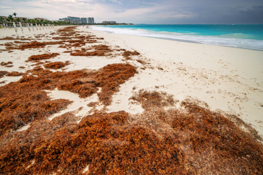 Sargassum left on Grace Bay Beach after Hurricane Erin, 19 August 2025