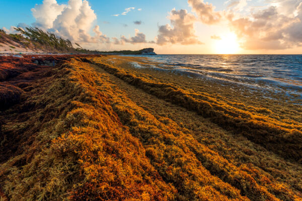 Sargassum