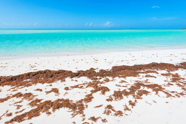 Sargassum on a Turks and Caicos beach.