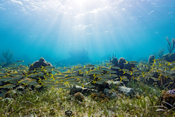 School of yellow goatfish on a reef in the Turks and Caicos