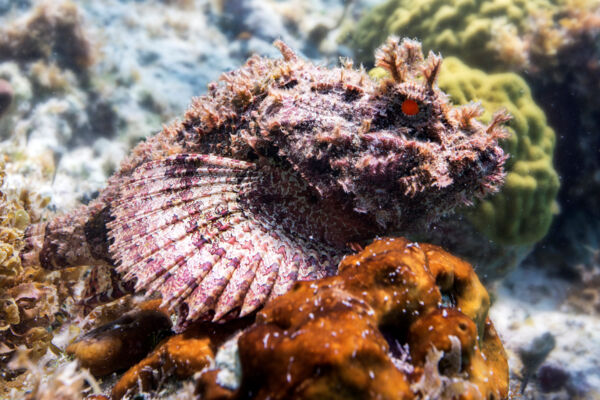 Spotted scorpionfish ((Scorpaena plumieri)