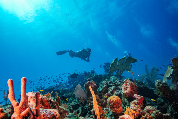 Corals and scuba diver Turks and Caicos barrier reef. 