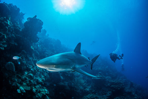Grey reef shark and scuba divers in the Turks and Caicos
