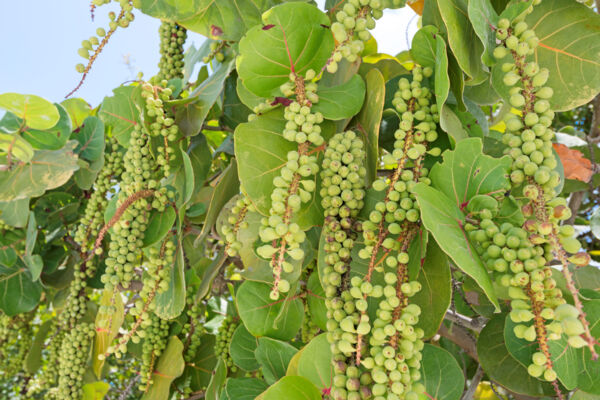 Unripe sea grapes on Providenciales in the Turks and Caicos