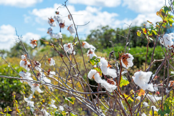 Sea Island Cotton on the island of West Caicos in the Turks and Caicos