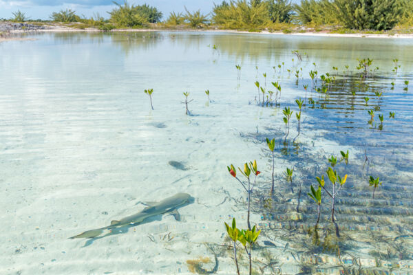 Juvenile lemon shark and red mangrove propagules