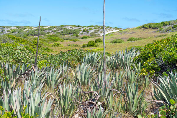 Sisal plants in the Turks and Caicos