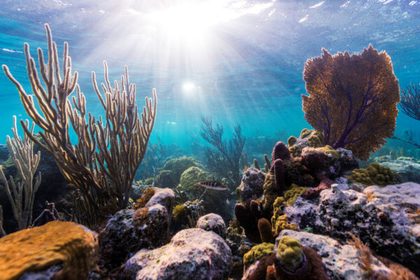 Beautiful snorkeling reef with soft corals at Smith's Reef in the Turks and Caicos