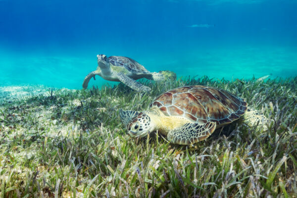 Green turtles at Smith's Reef, Turks and Caicos.
