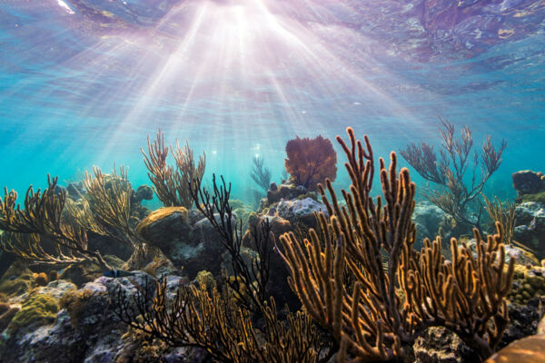 Sunlight filtering through the water at the Smith's Reef snorkeling site on Providenciales