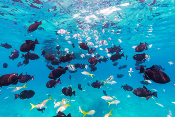 School of black durgon and yellowtail snapper at the barrier reef off of Providenciales