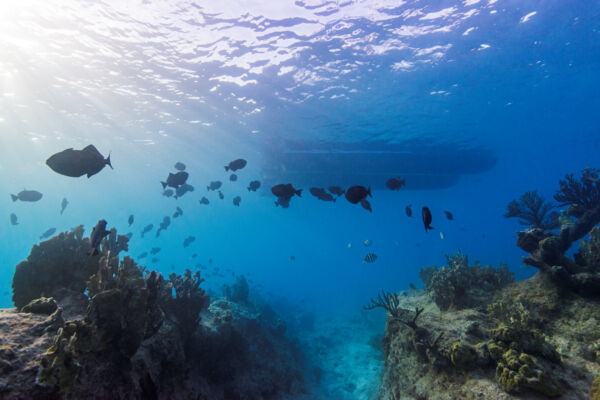 Fish at the barrier reef near Leeward on Providenciales