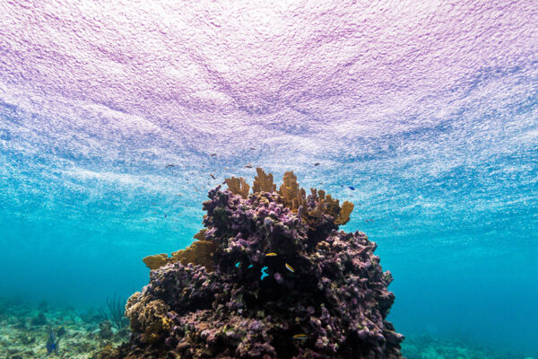 Snorkeling at a coral head near the Providenciales barrier reef in the rain