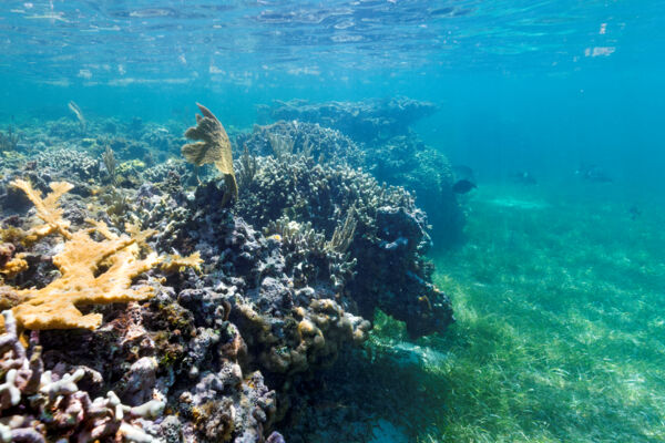 Snorkeling reef at Grand Turk