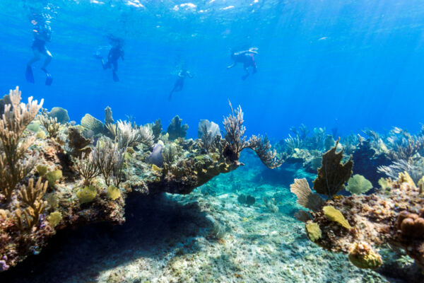 Snorkelers at the barrier reef in the Turks and Caicos